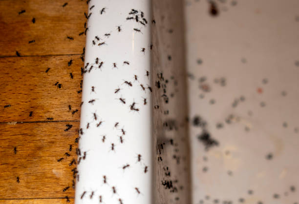 Professional Pest Control in Paia, HI