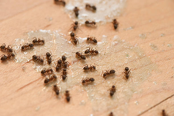 Best Pest Control Near Me  in Paia, HI